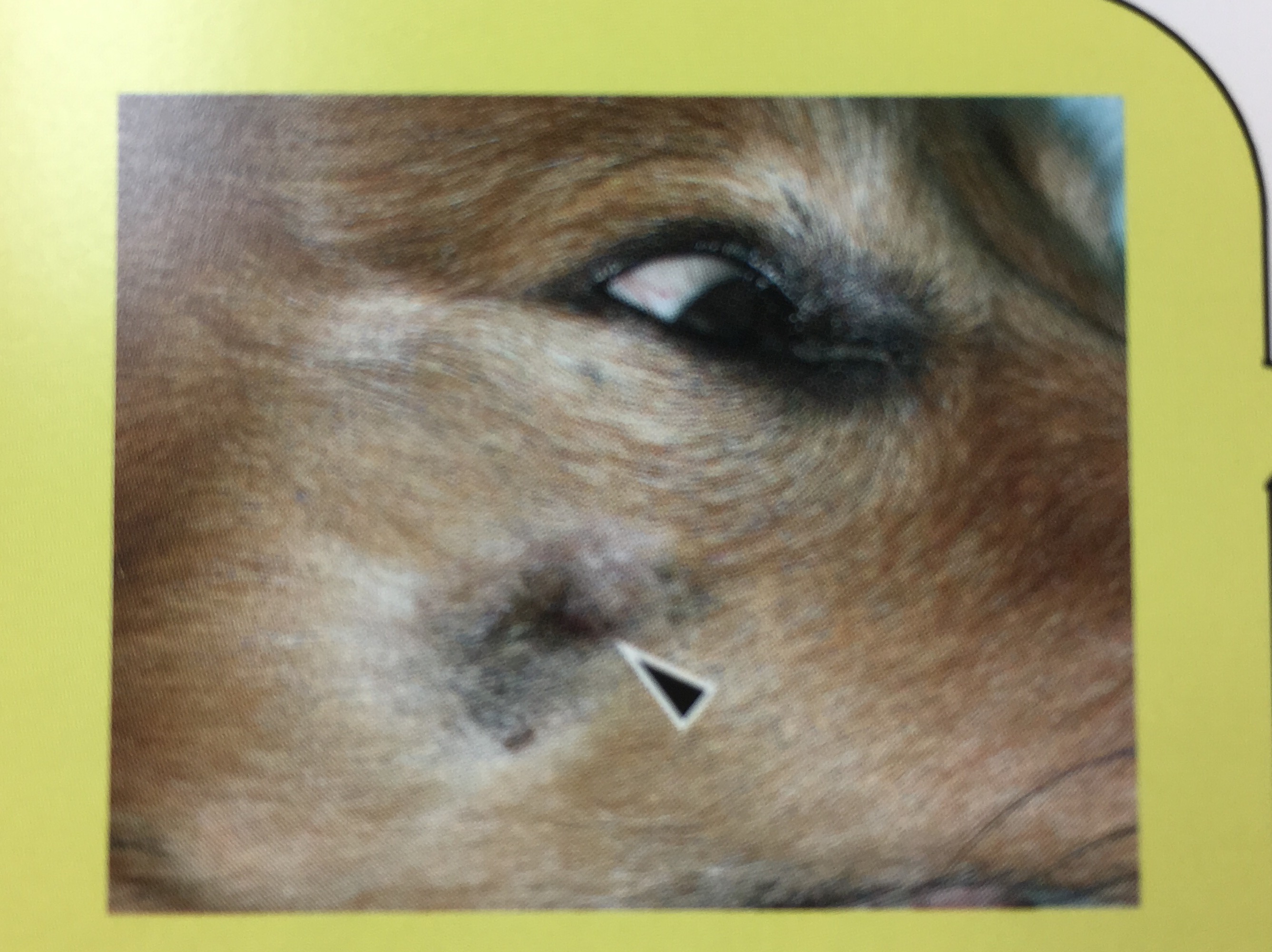 犬 目の下 の 腫れ