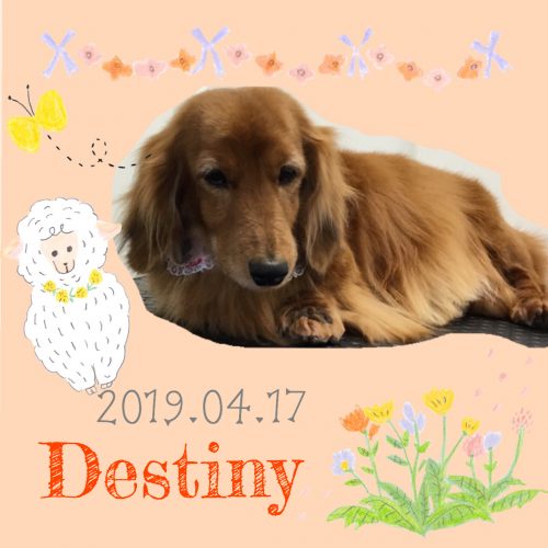 2019.04.17粉川Destiny