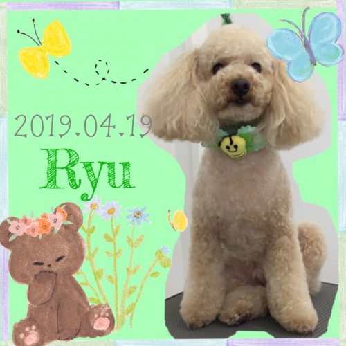 2019.04.19下位Ryu