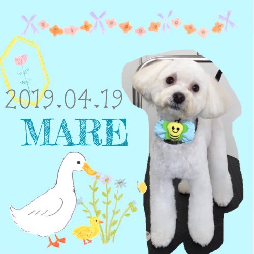 2019.04.19山本マーレ