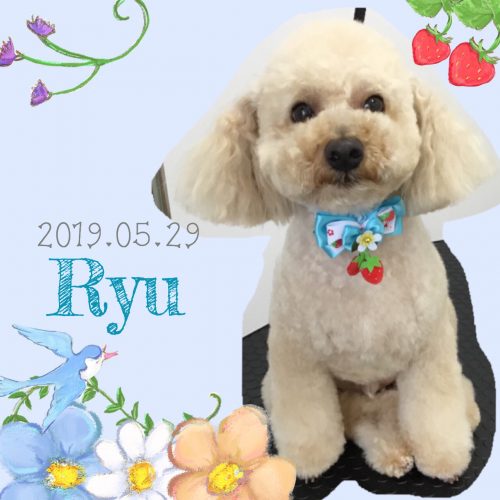2019.05.29下位Ryu