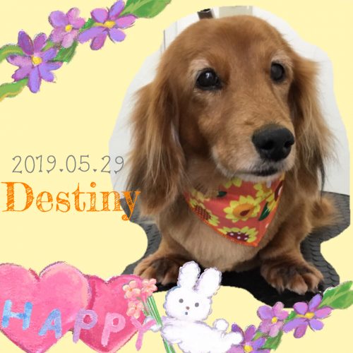2019.05.29粉川Distiny